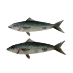 Mullet