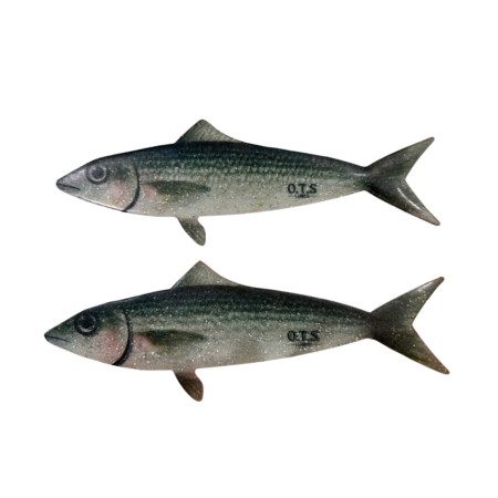 Mullet Flap Dredge Teasers