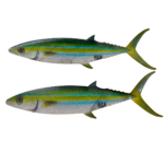 Rainbow Runner Flap Dredge Teasers